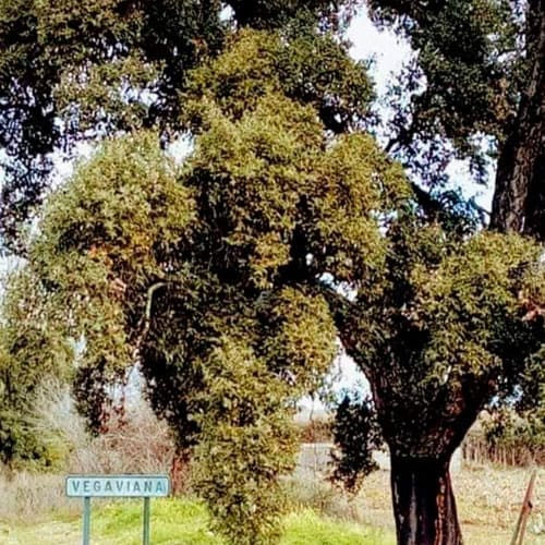 vegaviana